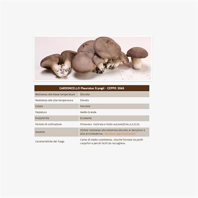 Balletta Funghi Cardoncelli Ceppo 3060