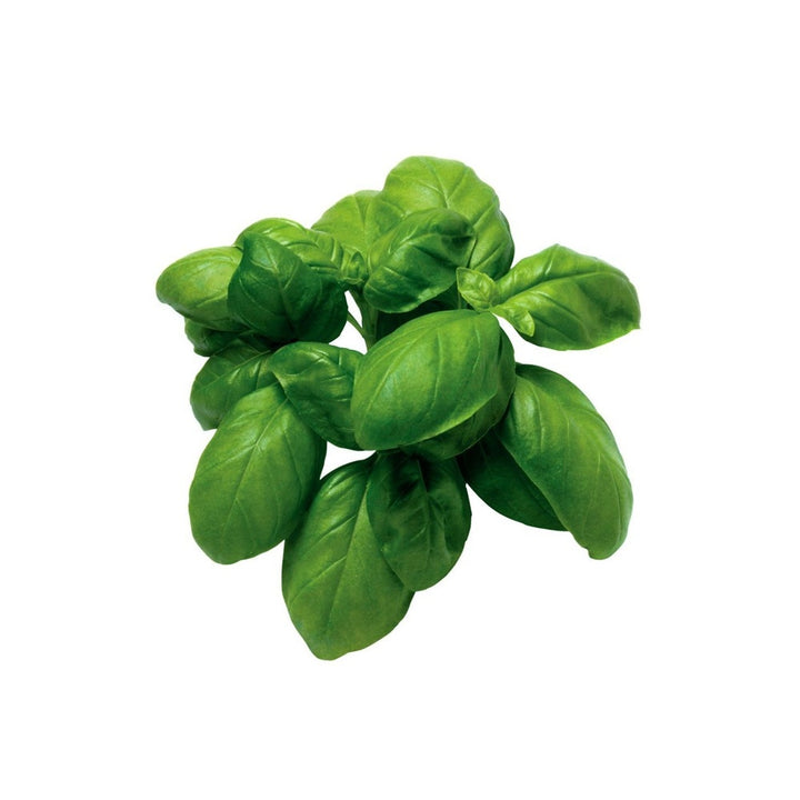 Basilico Genovese 4 Piantine