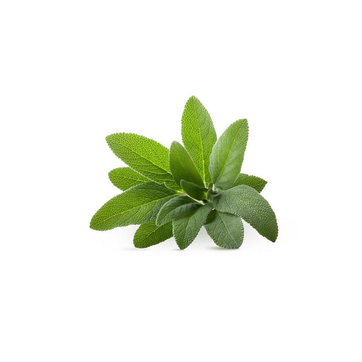 Salvia 4 Piantine