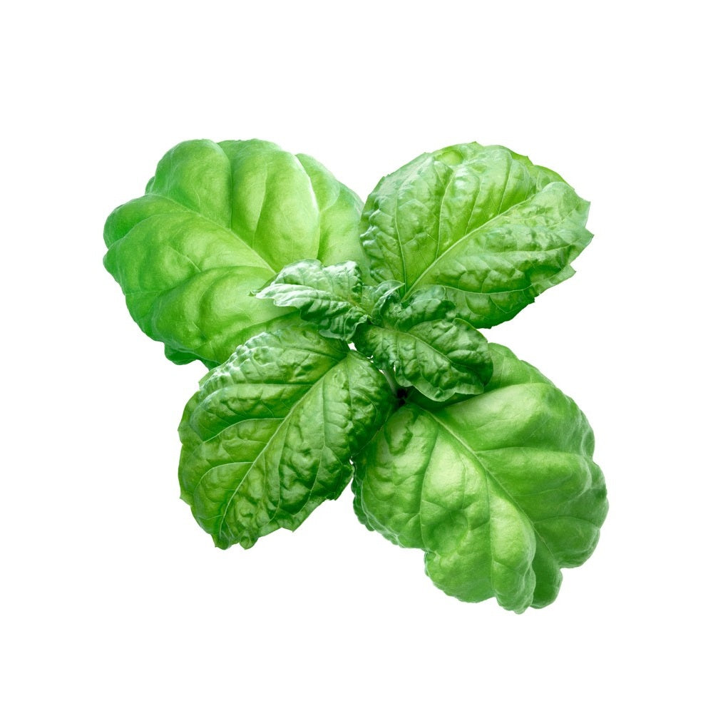 basilico-foglia-lattuga-4-piantine