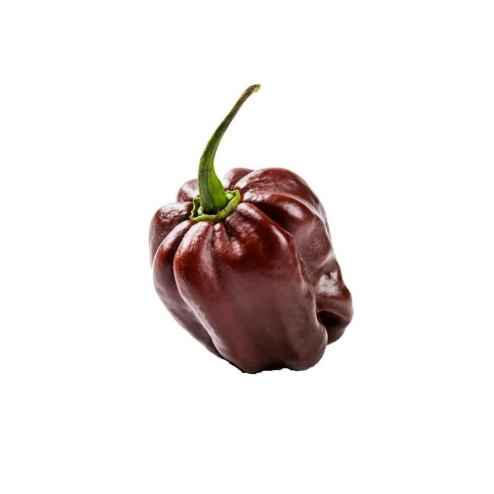 Peperoncino Habanero Chocola te 6 Piantine