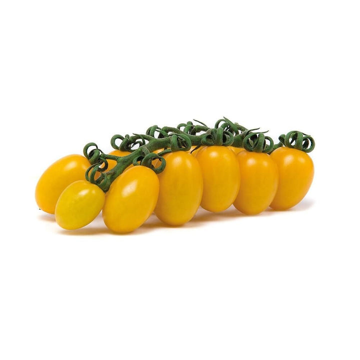 Pomodoro Datterino Giallo Nano 12 Piantine